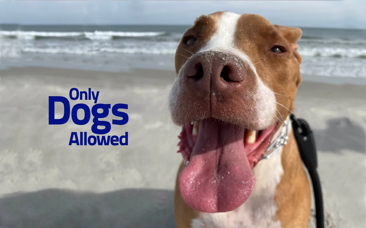 A joyful dog's face is in the foreground, with the sparkling ocean and sandy beach stretching out behind. The scene captures a playful moment during a beach outing, highlighting the pet-friendly aspect of the area and the fun pets and their owners can share at Carolina Beach.